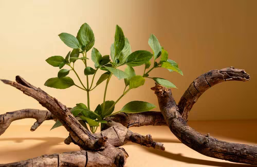 10 Amazing Health Benefits of Giloy Plant You Should Know