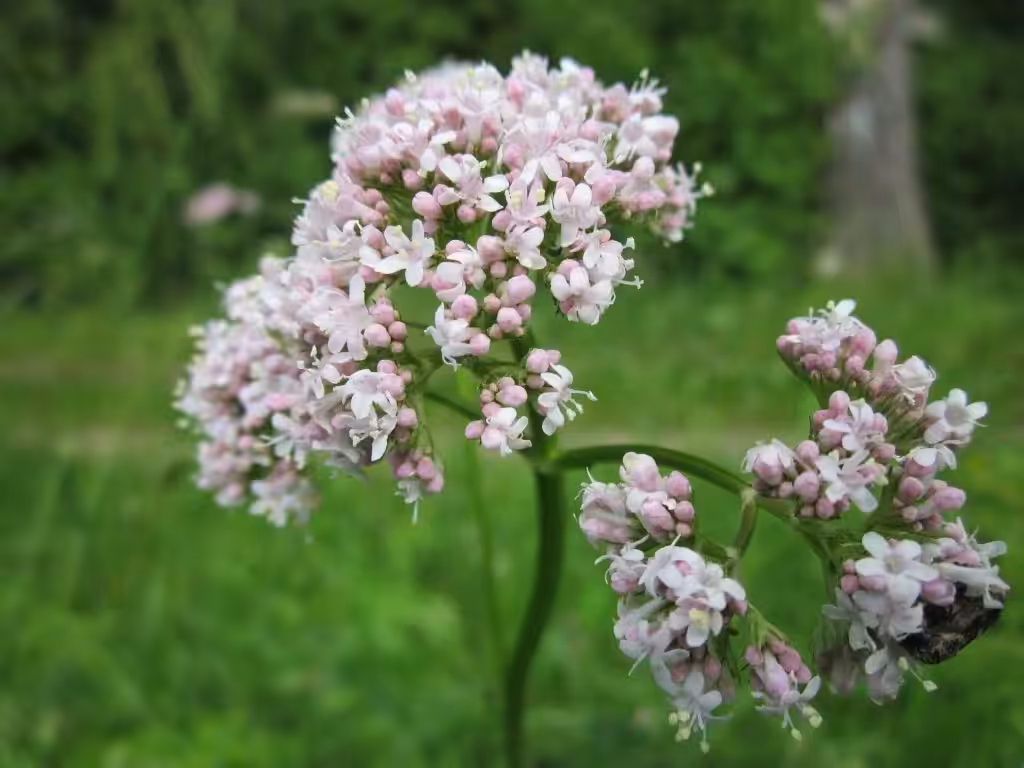 10 Amazing Health Benefits of Valerian Root You Should Know About