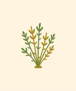 Herbs